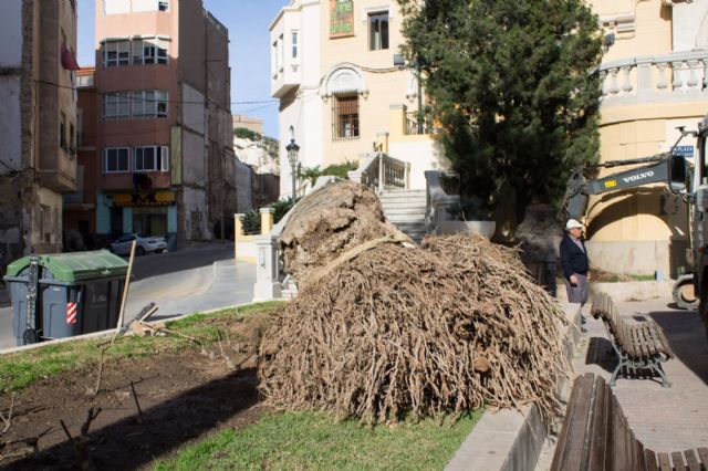 El Ayuntamiento adopta nuevas medidas contra el picudo rojo - 3, Foto 3