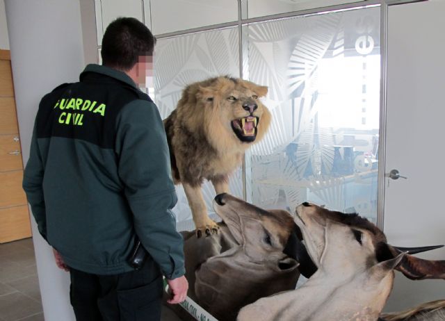 The Civil Guard apprehends a lion and other naturalized African specimens protected by an international convention