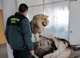 La Guardia Civil aprehende un león y otros especímenes africanos naturalizados protegidos por un convenio internacional