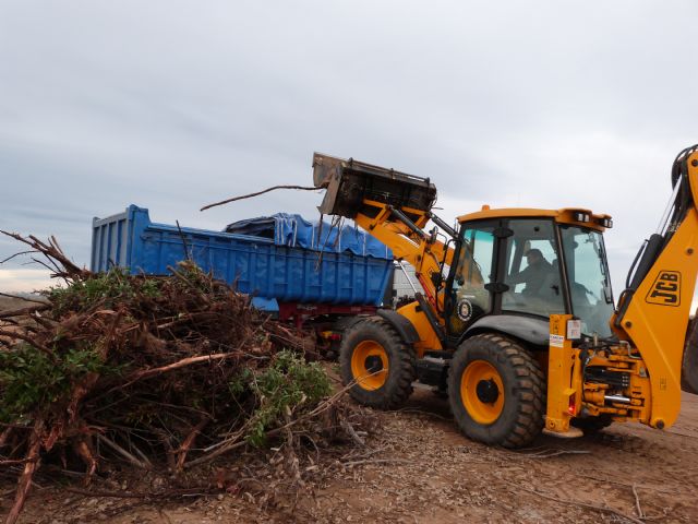 Arranque de eucaliptos previo a la plantación de flora autóctona. (J.Sánchez-ANSE), Foto 1