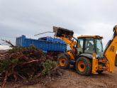 La colaboracin de Administraciones y ANSE permite sustituir un eucaliptar por un bosquete de rboles en peligro de extincin a orillas del Mar Menor
