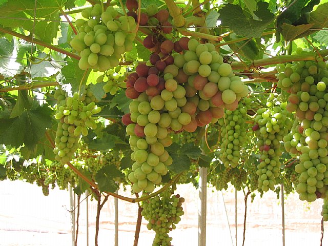 Agricultura realiza un ensayo de uva de mesa sin pepita en Aledo sobre tres pies diferentes de vides americanas, Foto 1