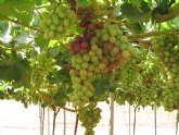 Agricultura realiza un ensayo de uva de mesa sin pepita en Aledo sobre tres pies diferentes de vides americanas