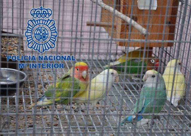 La Policía Nacional desmantela un grupo dedicado al robo de pájaros tropicales - 2, Foto 2