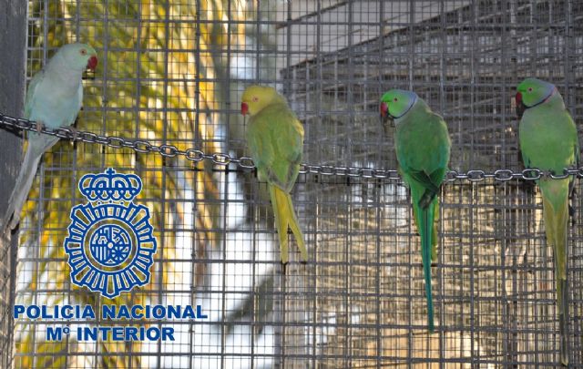 La Policía Nacional desmantela un grupo dedicado al robo de pájaros tropicales - 3, Foto 3