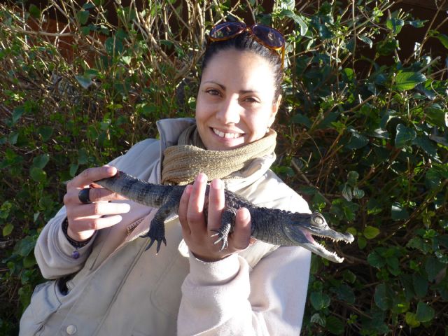 Un particular entrega un caimán a los expertos de Terra Natura Murcia para su cuidado - 1, Foto 1