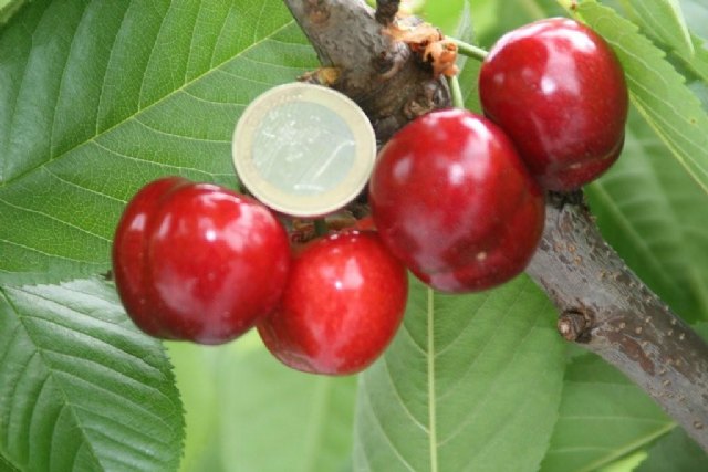 Las cerezas de la Región de Murcia pretenden aprovechar un hueco del mercado que no cubren otras regiones productoras - 1, Foto 1