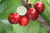 Las cerezas de la Regin de Murcia 'pretenden aprovechar un hueco del mercado que no cubren otras regiones productoras'
