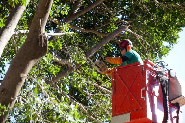 Parques y Jardines prepara el traslado de tres ficus de la plaza de San Francisco - 1, Foto 1
