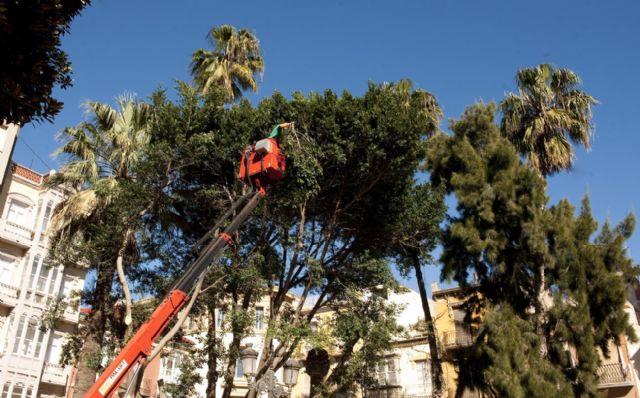 Parques y Jardines prepara el traslado de tres ficus de la plaza de San Francisco - 2, Foto 2
