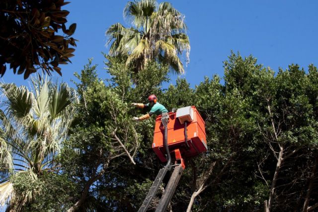 Parques y Jardines prepara el traslado de tres ficus de la plaza de San Francisco - 4, Foto 4