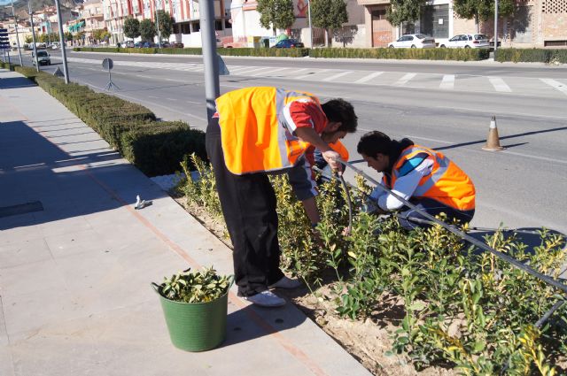 Alumnos del Programa de Cualificación Profesional en jardinería y viveros ya realizan prácticas en los parques públicos y zonas verdes de Totana - 3, Foto 3