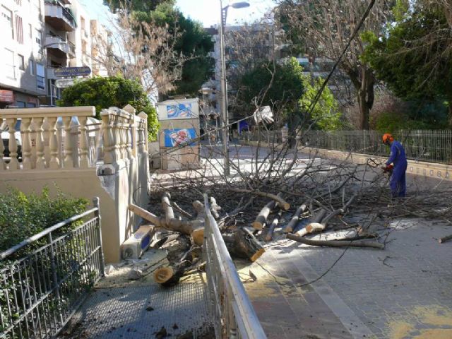 Las fuertes ráfagas de viento provocan la caída de varios árboles en parques de la localidad - 1, Foto 1