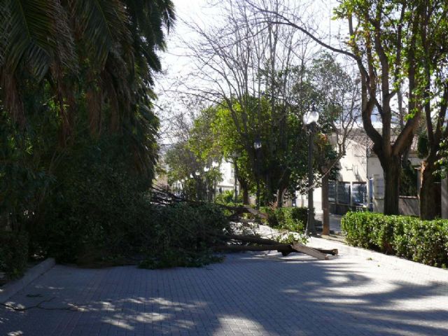 Las fuertes ráfagas de viento provocan la caída de varios árboles en parques de la localidad - 4, Foto 4