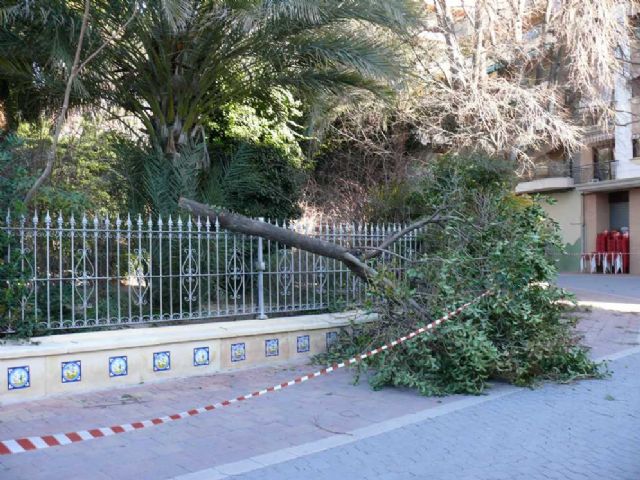 Las fuertes ráfagas de viento provocan la caída de varios árboles en parques de la localidad - 5, Foto 5