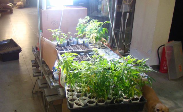 La Policía Local de Caravaca clausura un local donde se cultivaban plantas de cannabis - 1, Foto 1