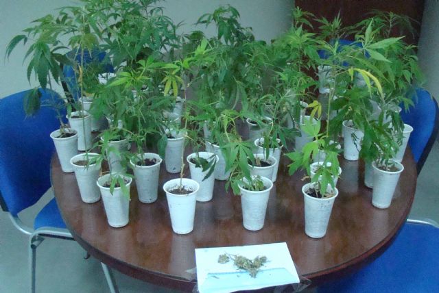 La Policía Local de Caravaca clausura un local donde se cultivaban plantas de cannabis - 2, Foto 2