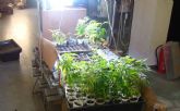 La Policía Local de Caravaca clausura un local donde se cultivaban plantas de cannabis