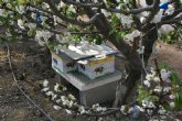 La XI Jornada del cerezo concluye que las empresas murcianas deberan invertir en I+D para situarse en la vanguardia de la produccin y exportacin