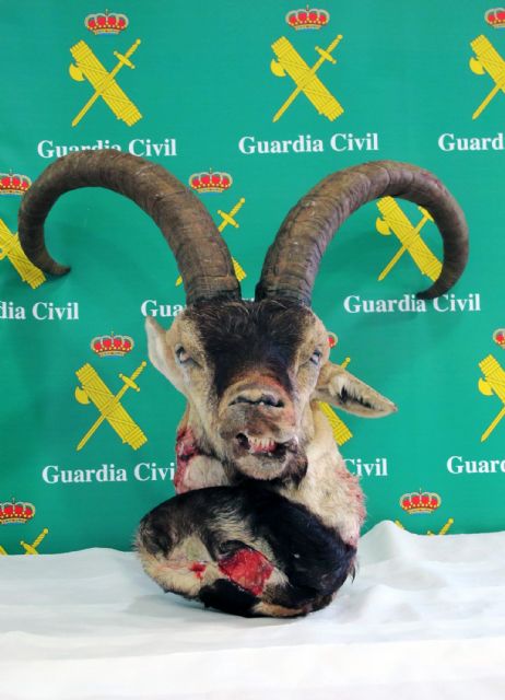 La Guardia Civil detiene al presunto autor de un delito relativo a la protección de la fauna - 1, Foto 1