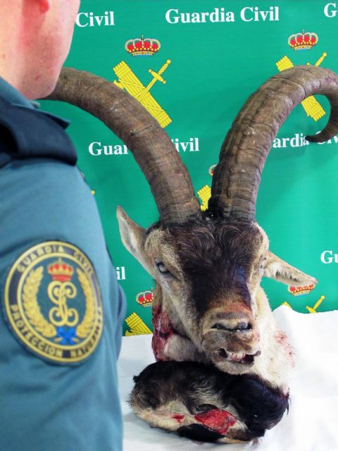 La Guardia Civil detiene al presunto autor de un delito relativo a la protección de la fauna - 2, Foto 2