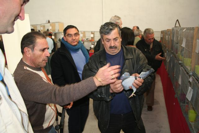 Más de 250 ejemplares participan en el XXVI Concurso de Palomos de la Región de Murcia - 1, Foto 1