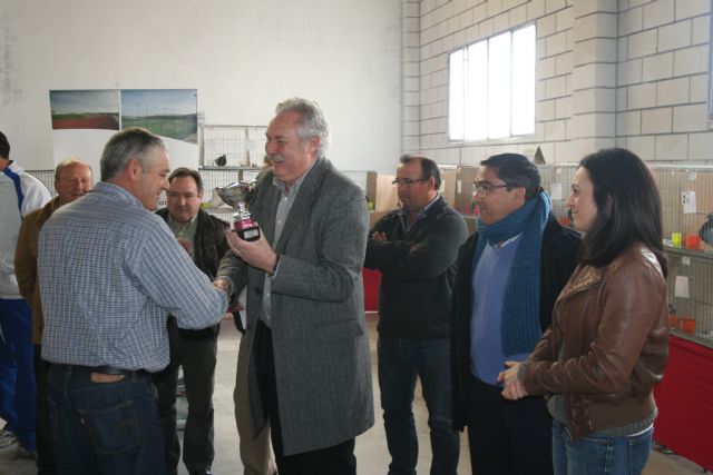 Más de 250 ejemplares participan en el XXVI Concurso de Palomos de la Región de Murcia - 2, Foto 2