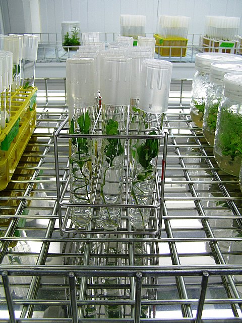 Agricultura desarrolla diversas líneas de investigación para la mejora del limonero - 2, Foto 2