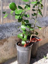 Agricultura desarrolla diversas l�neas de investigaci�n para la mejora del limonero