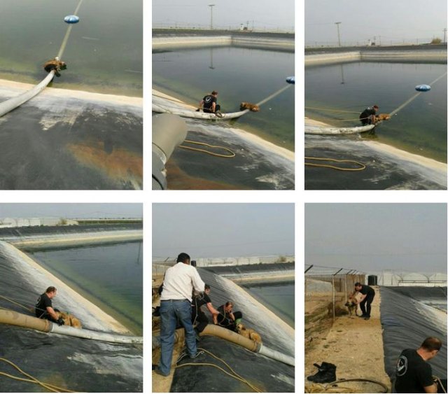 Dos agentes de la Policía Local de Torre-Pacheco rescatan a tres perros que habían quedado atrapados en el interior de una balsa - 1, Foto 1