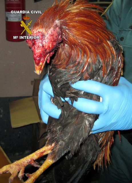 Once imputados tras ser sorprendidos en una pelea clandestina de gallos - 2, Foto 2