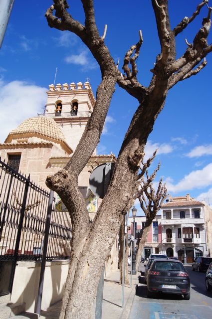 Se van a sustituir los árboles de la Plaza de la Constitución por otros que no produzcan desperfectos en los edificios, subsuelo y viviendas particulares - 1, Foto 1