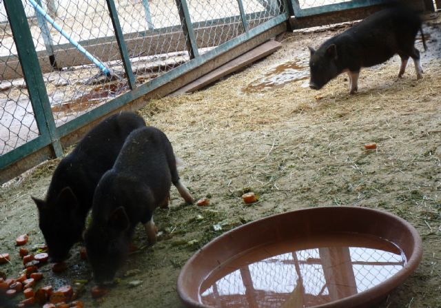 Terra Natura Murcia amplía su catálogo de especies con la llegada de tres cerdos vietnamitas - 1, Foto 1