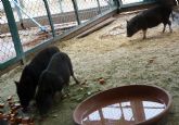 Terra Natura Murcia amplía su catálogo de especies con la llegada de tres cerdos vietnamitas