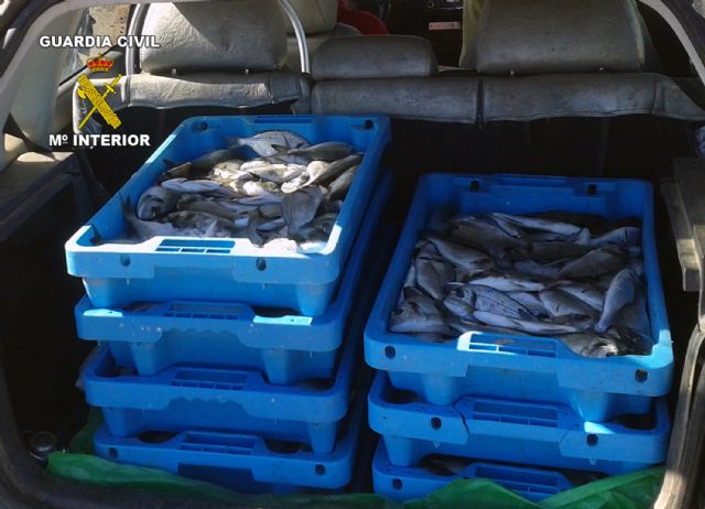 La Guardia Civil decomisa más de 100 kilos de doradas sin la preceptiva documentación - 1, Foto 1