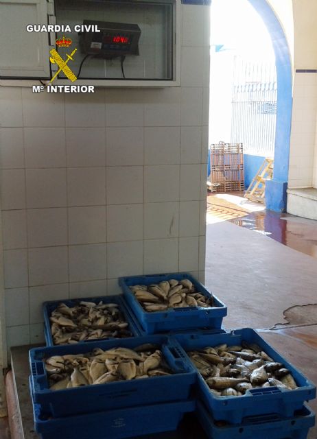 La Guardia Civil decomisa más de 100 kilos de doradas sin la preceptiva documentación - 2, Foto 2