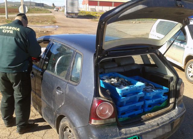 La Guardia Civil decomisa más de 100 kilos de doradas sin la preceptiva documentación - 3, Foto 3