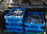 La Guardia Civil decomisa ms de 100 kilos de doradas sin la preceptiva documentacin
