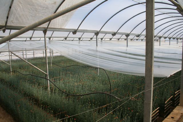 El Ayuntamiento derriba unas casas ruinosas en Canara para eliminar un punto negro en la B-20 - 5, Foto 5