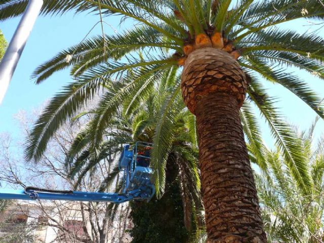 La Concejalía de Servicios y Jardines, continúa con las actuaciones de mejora en el municipio - 2, Foto 2