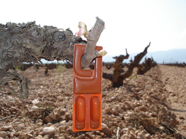 El Gobierno argentino solicita a la Consejería de Agricultura y Agua ayuda técnica para combatir la polilla del racimo de la vid - 1, Foto 1
