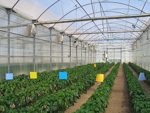 Agricultura investiga cómo paliar el efecto del  azufre sublimado en los materiales de cubierta de los invernaderos con cultivo de pimiento - 1, Foto 1