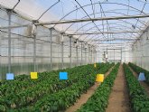 Agricultura investiga cmo paliar el efecto del  azufre sublimado en los materiales de cubierta de los invernaderos con cultivo de pimiento