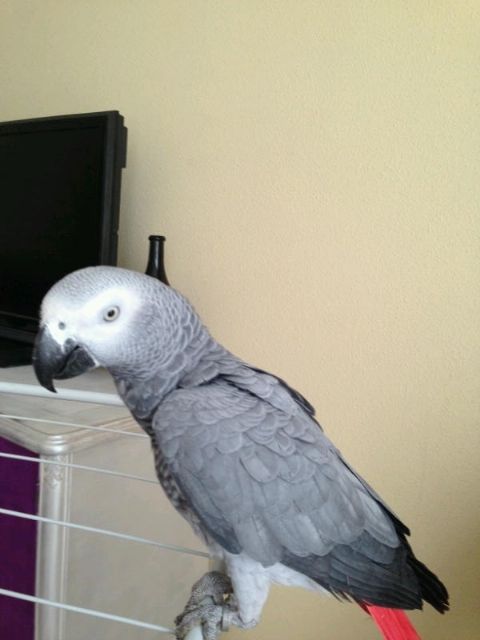 La Policía Local de Totana localiza al propietario de un loro de una especie exótica, Foto 2