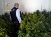 La Guardia Civil desmantela un punto de produccin de marihuana en Lorqu