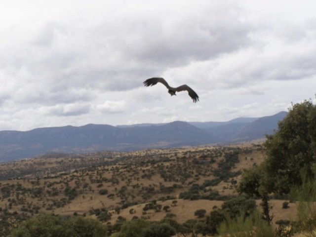 Un ejemplar de buitre negro hallado en Torre Pacheco es puesto en libertad tras ser curado en el Centro de Recuperación de Fauna Silvestre - 1, Foto 1