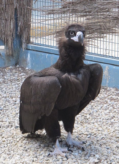 Un ejemplar de buitre negro hallado en Torre Pacheco es puesto en libertad tras ser curado en el Centro de Recuperación de Fauna Silvestre - 2, Foto 2