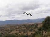 Un ejemplar de buitre negro hallado en Torre Pacheco es puesto en libertad tras ser curado en el Centro de Recuperacin de Fauna Silvestre