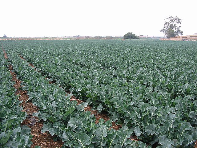 Agricultura concluye con éxito los ensayos sobre bróculi en el Valle del Guadalentín - 1, Foto 1