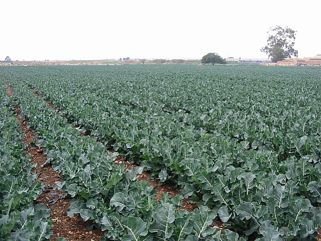 Agricultura concluye con éxito los ensayos sobre bróculi en el Valle del Guadalentín - 1, Foto 1